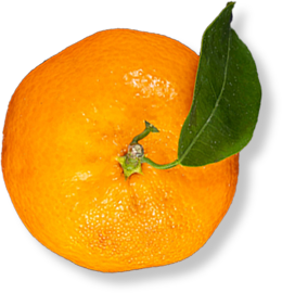 fruit-bg-image
